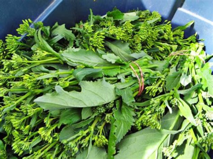 Tyrus Nationality: Unveiling the Heritage of a Multifaceted Personality